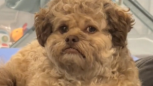 Emberi vonásaival vált TikTok-sztárrá egy kutya