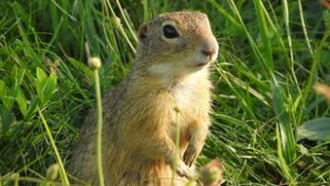 Akár az ürgéket is megleshetjük a Balatonnál, ha jókor megyünk