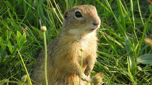 Akár az ürgéket is megleshetjük a Balatonnál, ha jókor megyünk
