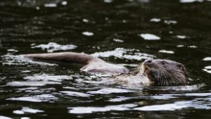 Óriási karrier előtt állnak a vidrák: siker, pénz, csillogás, vidralányok