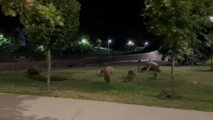 Most a Normafánál garázdálkodott szabadon egy vaddisznócsoport