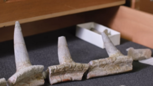 Előkerült a punk dinoszaurusz, amely teljesen felforgatja az evolúciós elméleteket