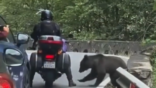 Videón, ahogy egy medve beleharap egy motoros vádlijába, majd kifosztja a csomagtartóját