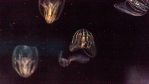 Megtalálták az emberek és az állatok közös ősét