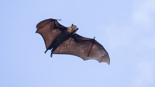 Megfejtették a milliószámra pusztuló, öngyilkos denevérek titkát