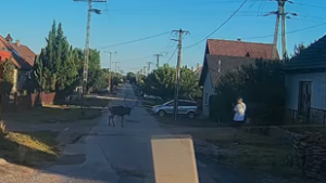 Kórházba került egy mezőfalvi önkormányzati képviselő, miután egy megvadult gímszarvas rátámadt