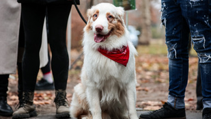 Flashmob és immunerősítés: szombaton indul a DOGZ Őszköszöntő Falkaséta
