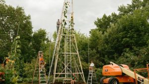 Akkora a világ legmagasabb napraforgója, hogy csak létrákkal és daruval lehet megnézni a virágát
