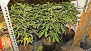 Több mint 300 tőből álló cannabisültetvényt találtak egy érdi ház udvarán