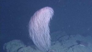 Csubakka a mélyben: szőrös korall hódította meg a tengerfeneket