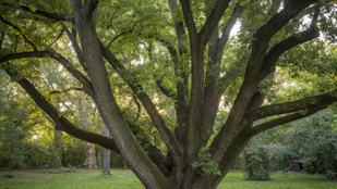 Gigászi lények élnek Magyarországon, sokszor rejtőzködnek, hogy túléljék az embert