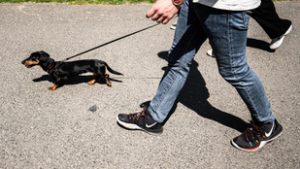 Meglepő tények láttak napvilágot a kutyatartók egészségéről