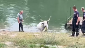 Szürkemarhát mentettek ki a Tiszából, beragadt az iszapba
