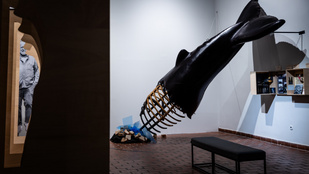 A kultikus bálna nyomában pusztulás és apokalipszis, most Szentendrén tűnt fel