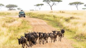 Közvetlen járatot indít az IBUSZ Budapestről Kenyába