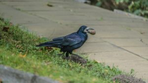 Bosszút állnak rajtunk a vetési varjak, ők is elkezdték megszállni a magyar városokat