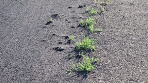 Kinőtt a fű egy nem rég felújított bicikliúton Domaszéknél, még egy vakond is előbújt