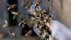 Riasztó adat látott napvilágot: ezek a fajok a kihalás szélén állnak, nélkülük élelmiszerválság jöhet