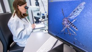 Izland elesett, három vérszívó vette be az utolsó menedéket