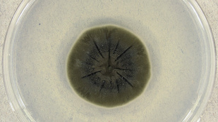 A csernobili halálfaló gomba juttathatja el az embert a Marsra
