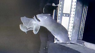 Az emberre is veszélyes, hogy a patkányok már a levegőben is levadásszák a denevéreket