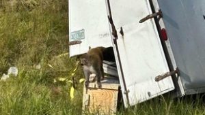 Kezdődik az igazi Majmok bolygója, elszabadultak a laborban tesztelt majmok