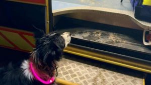 Mindent kockára tett kutyájáért egy fiatal lány Zircen, utánaugrott egy mély, vízzel teli árokba