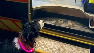 Mindent kockára tett kutyájáért egy fiatal lány Zircen, utánaugrott egy mély, vízzel teli árokba