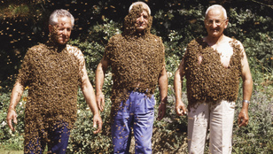 Vallási zombik méheket tanítanak ikonográfiára