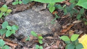 A kertjében gyomlált egy család, amikor egy római katona kétezer éves sírkövére bukkantak