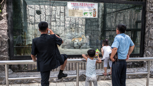 Több a beton, mint az állat Kim Dzsongun állatkertjében