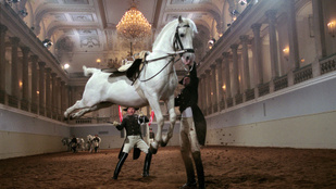 Botrányos a helyzet a bécsi Spanyol Lovasiskolában, a kormánynak a zsebébe kell nyúlnia