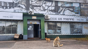 Kiderült, miért kék a bundája a Csernobilban kóborló kutyáknak