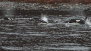Először filmeztek le a vadonban születő gyilkos bálnát