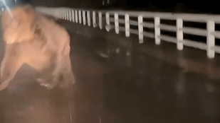 Félelmetes medvetámadást rögzített az autóban reszkető sofőr