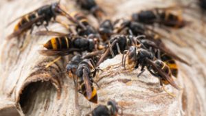 Nézze meg a gigantikus darázsfészket, amivel hetekig küzdött az otthonában egy dévaványai férfi