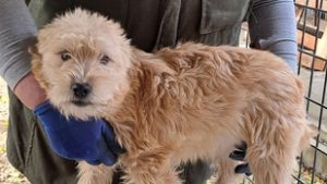 Milliókkal támogatták a hevesi ebrendészeti telepet, nem sejtve, milyen kínokat élnek át a kutyák