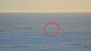 Cápa támadt egy férfira Ausztráliában, kis híján életét vesztette