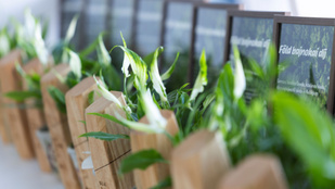 Mivel nyertek a Föld bajnokai?