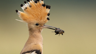 Bejelentették az év természetfotósa pályázat nyerteseit
