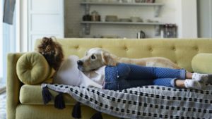 Ezért reagálnak a kutyák percekkel a veszély előtt, és mentik meg az életünket