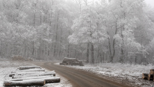 Kiss Noémi: Az ősnéni története