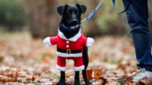 December 6-án ismét DOGZ Mikulás Falkaséta a Városligetben