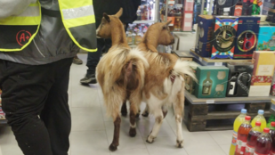 Két kecske kóborolt a vásárlók között egy boltban Cegléden