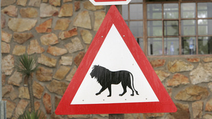 Oroszlán marcangolt szét egy 19 éves férfit egy állatkertben