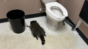 Lerészegedett az iszákos mosómedve a boltban, a mosdóban ébredt másnaposan