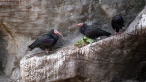 Megszökött egy veszélyeztetett tarvarjú a budapesti állatkertből