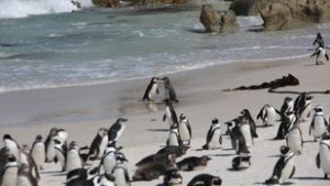 Tömegesen pusztulnak el az afrikai pingvinek, a becslések szerint hét év alatt 62 000 példány halt meg