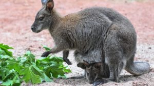 Házi kedvencként kengurut és tatut is tarthatunk, de jó tisztában lenni a feltételekkel