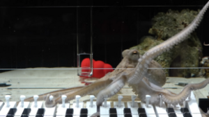 Egy svéd zenész megtanított zongorázni egy polipot